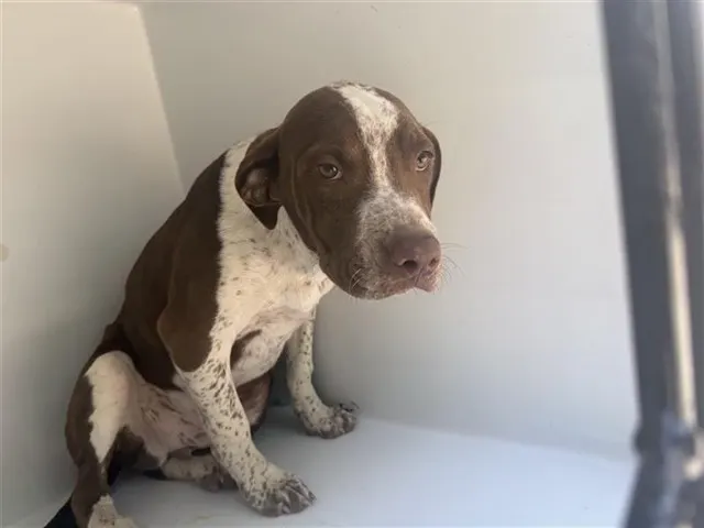 Adoptable Dog