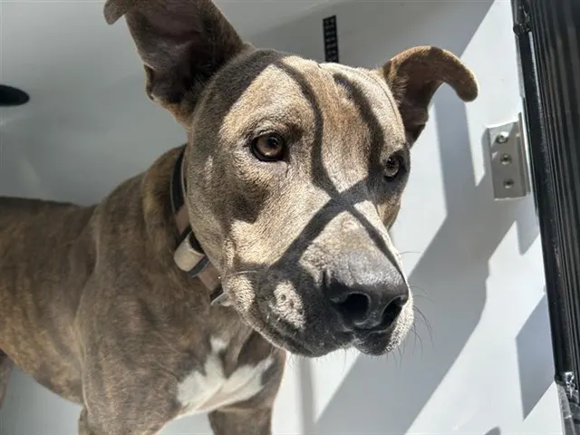 Adoptable Dog