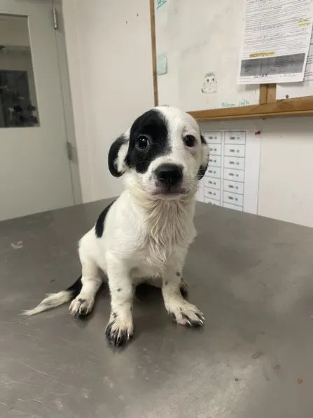 Adoptable Dog