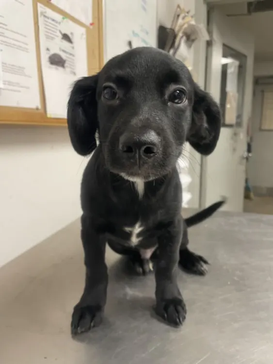 Adoptable Dog