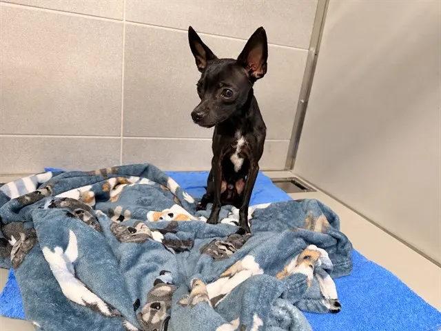 Mateo