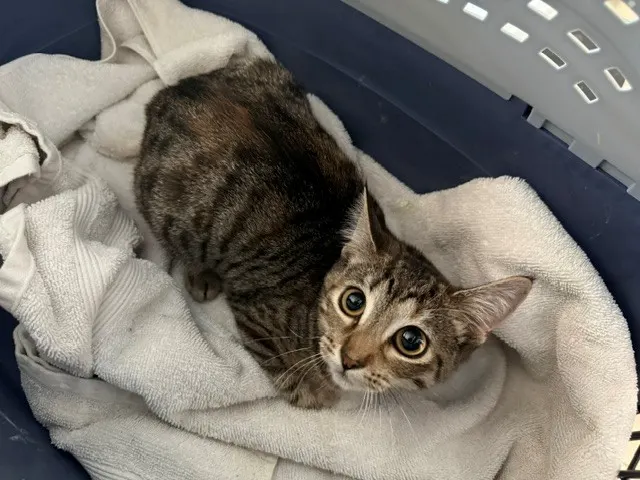 Bebe