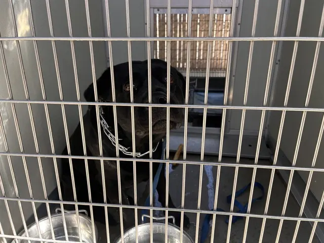 Adoptable Dog