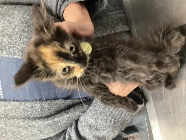Adoptable Cat