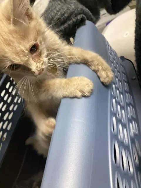Adoptable Cat