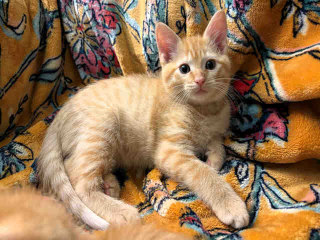 Elvis-In Foster
