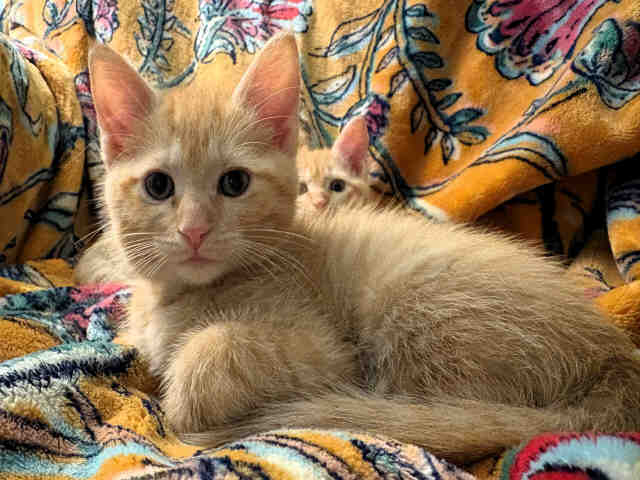 Roy-In Foster