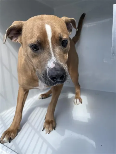 Adoptable Dog