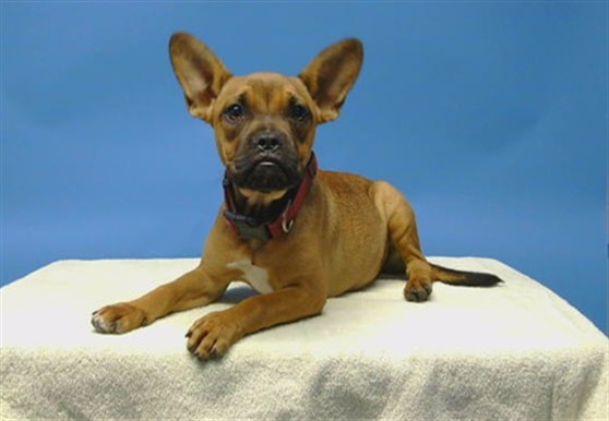 Adoptable Dog