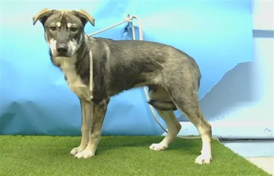 Adoptable Dog