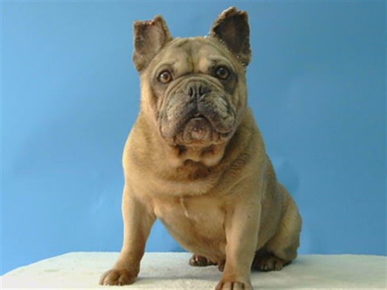 Adoptable Dog