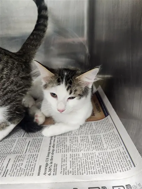 Adoptable Cat