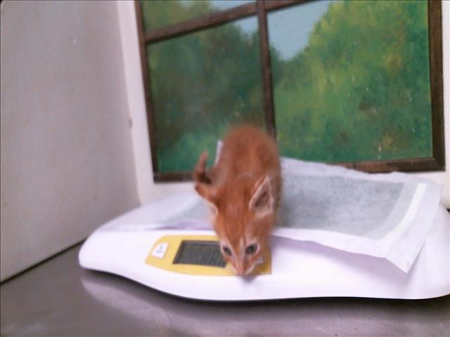 Adoptable Cat