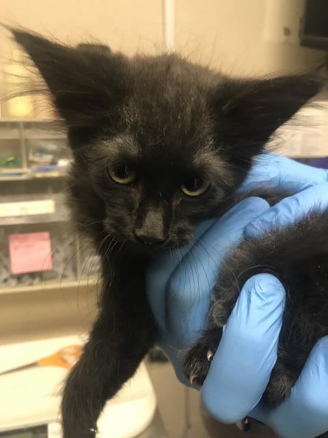 Adoptable Cat