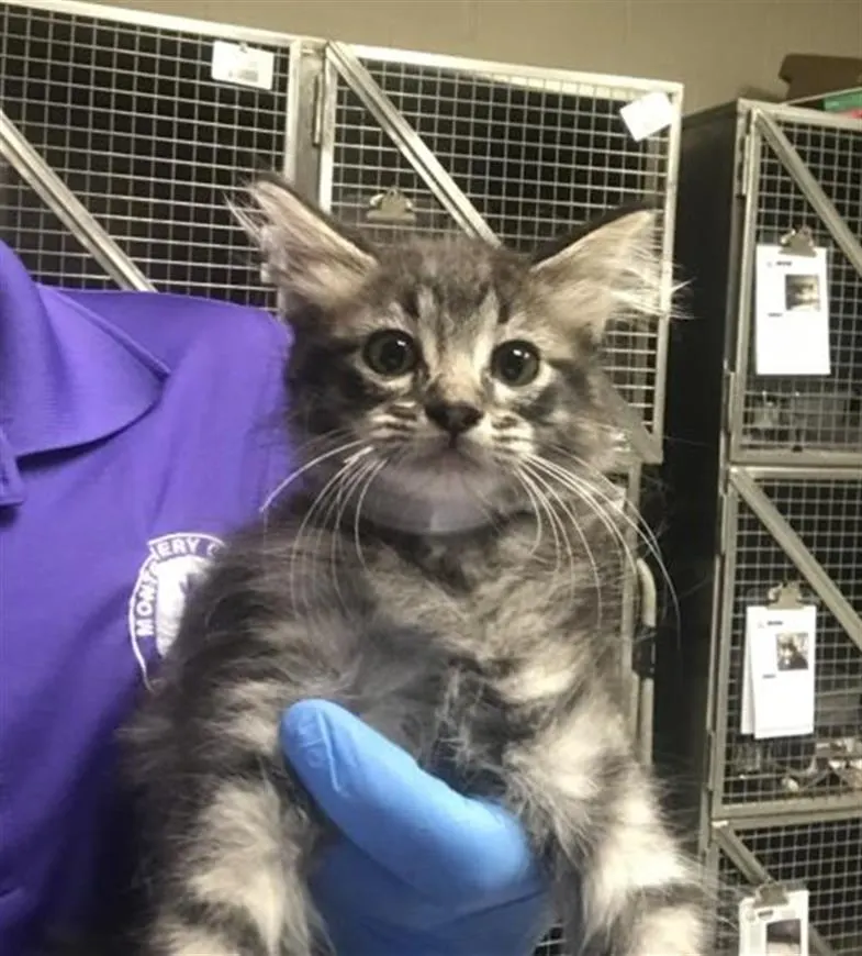 Adoptable Cat