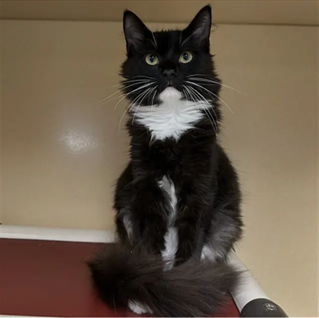 Sylvester