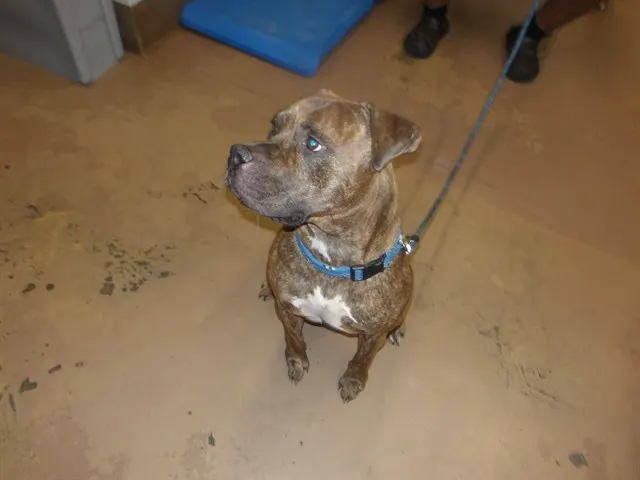 Adoptable Dog