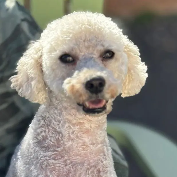 Coco