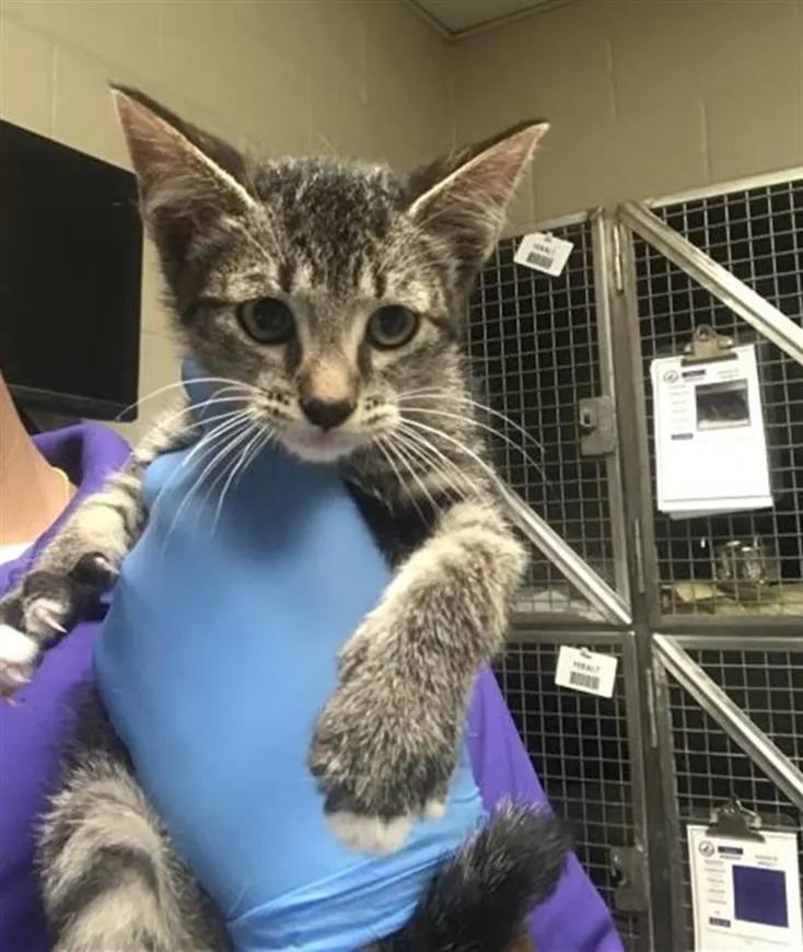 Adoptable Cat