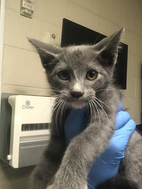 Adoptable Cat