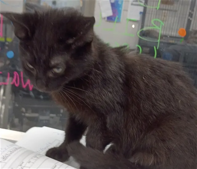 Salem