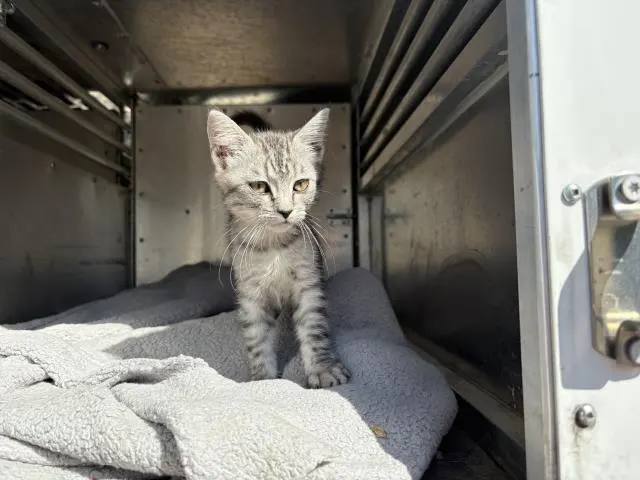 Cheetara