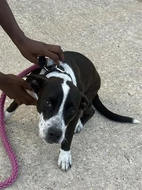 Adoptable Dog