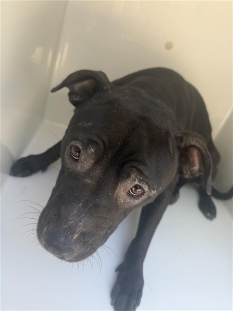 Adoptable Dog