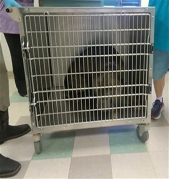 Adoptable Dog