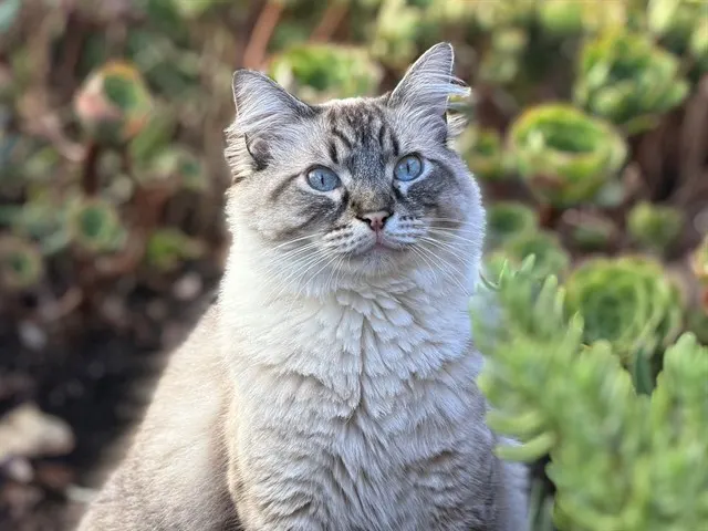 Luca