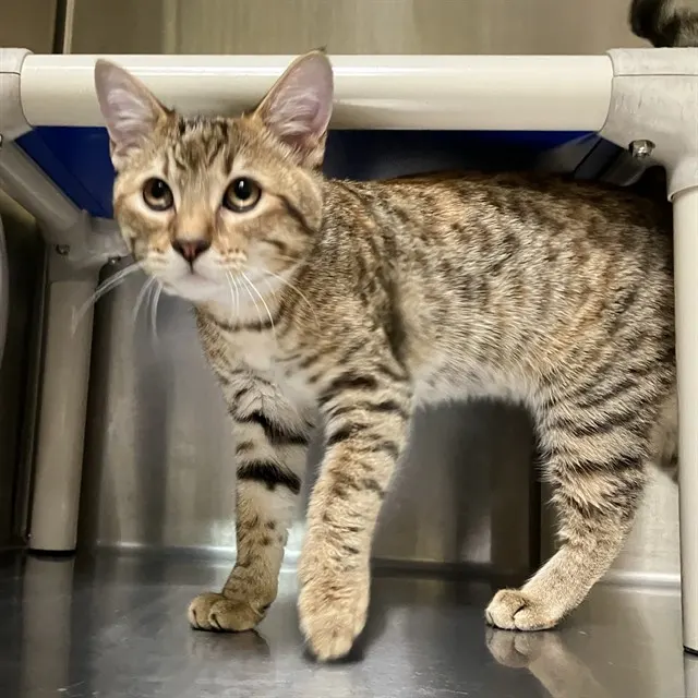 Adoptable Cat