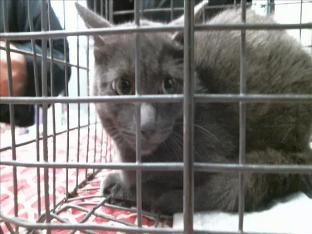 Adoptable Cat