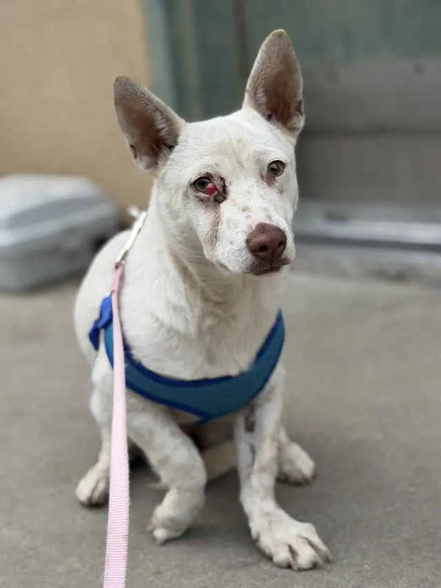 Adoptable Dog