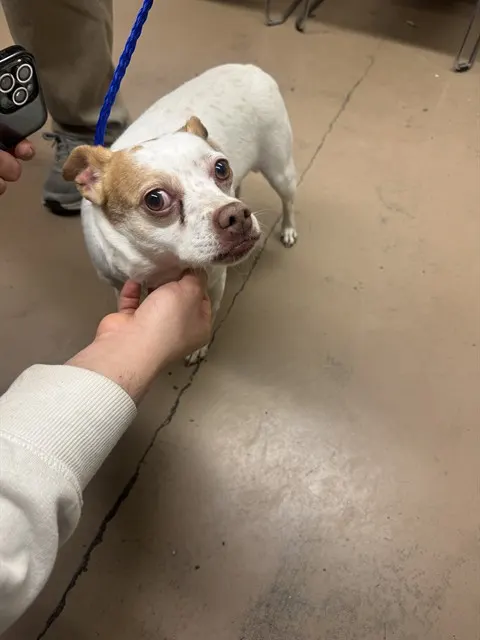 Adoptable Dog
