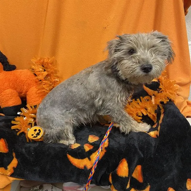 Adoptable Dog