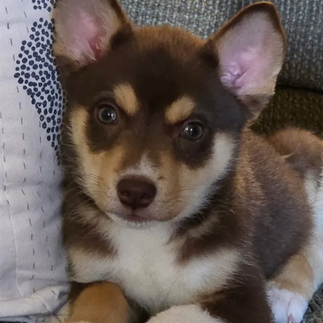 Ember