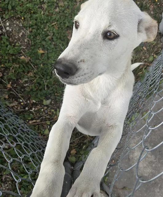 Paloma