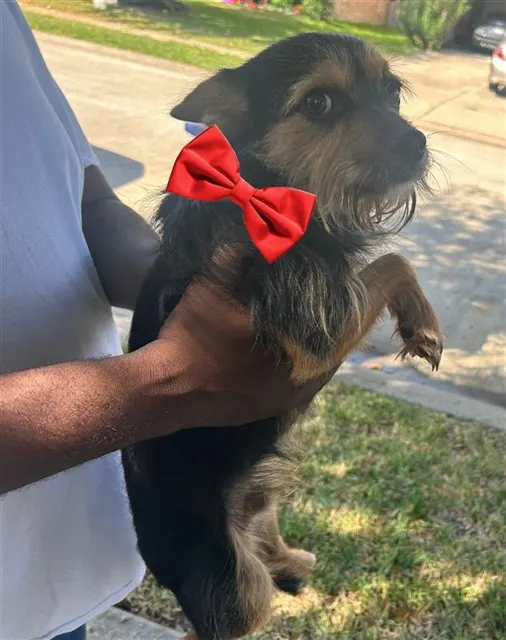Adoptable Dog