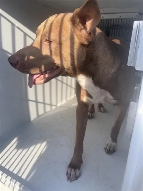 Adoptable Dog