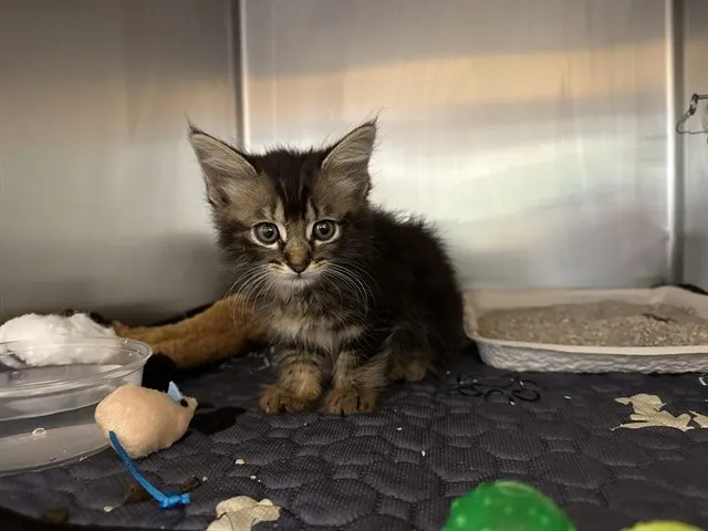 Cleopatra