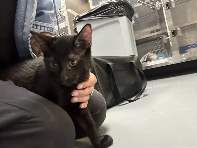 Federico