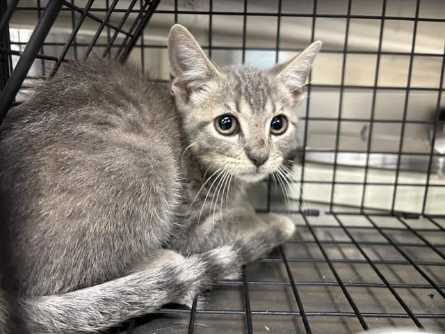 Adoptable Cat