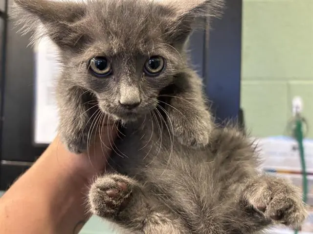 Adoptable Cat
