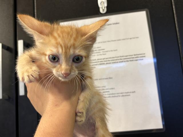 Adoptable Cat