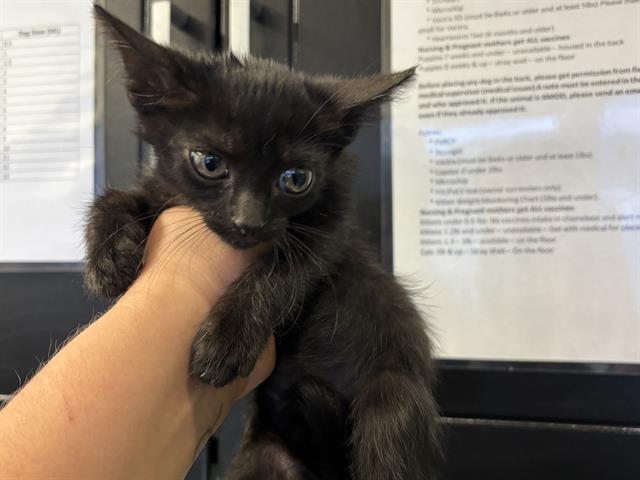 Adoptable Cat