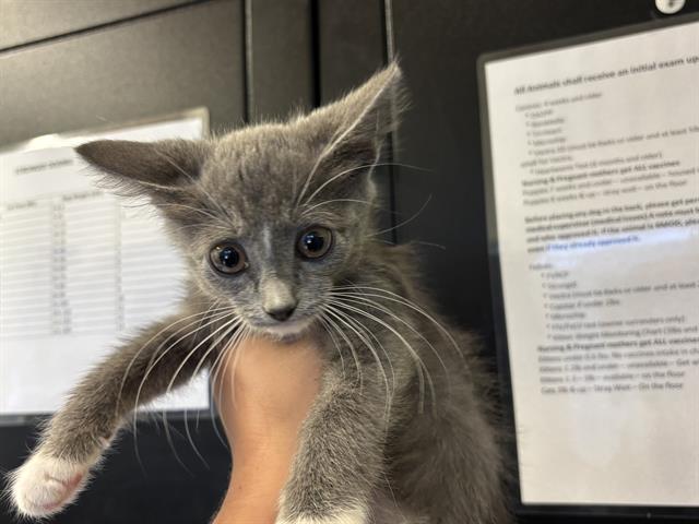 Adoptable Cat