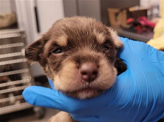 Pup2