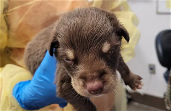 Pup3