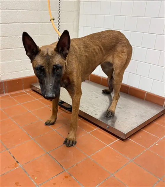 Adoptable Dog