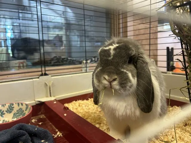 Bonnie